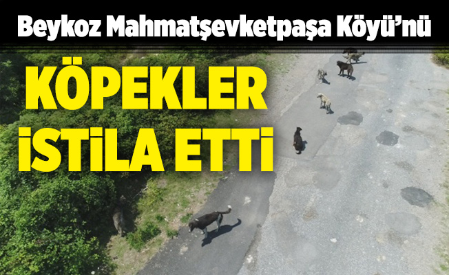 Beykoz Mahmatşevketpaşa Köyü’nü köpekler istila etti