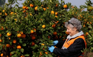 Doğal Satsuma Mandalina alarak LÖSEV’e destek olabilirsiniz